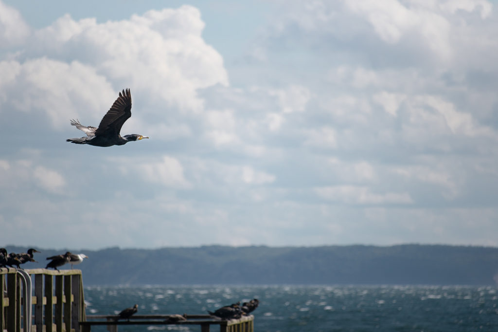 Kormoran fliegt am Ufer über Seebrücke mit weiteren Kormoranen und Möwen darauf sitzend