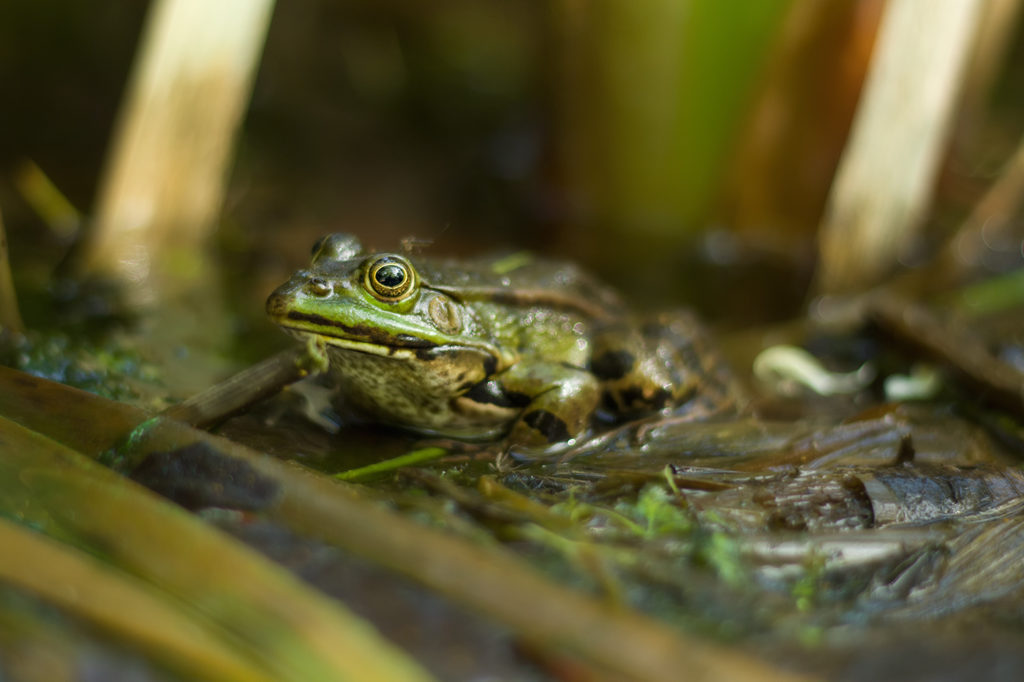 Detailaufnahme von grünem Laubfrosch im Wasser mit Fokus auf dem Kopf