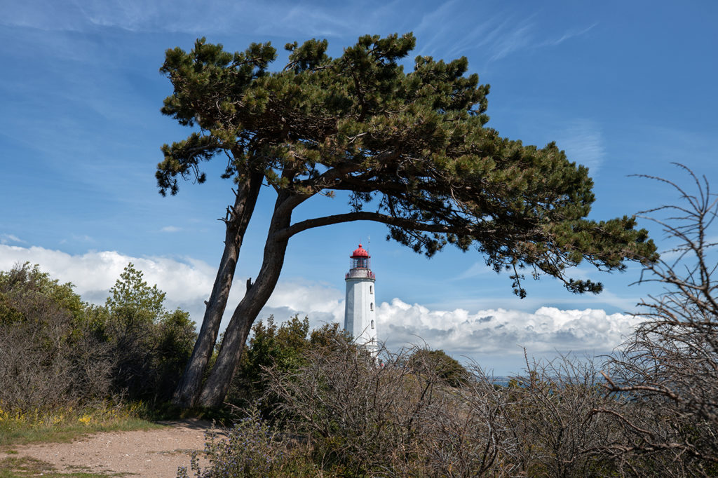 Leuchtturm im Dornbusch auf Hiddensee eingerahmt von Kiefer bei sonnigem Wetter mit weißen Wolken und Ostsee im Hintergrund