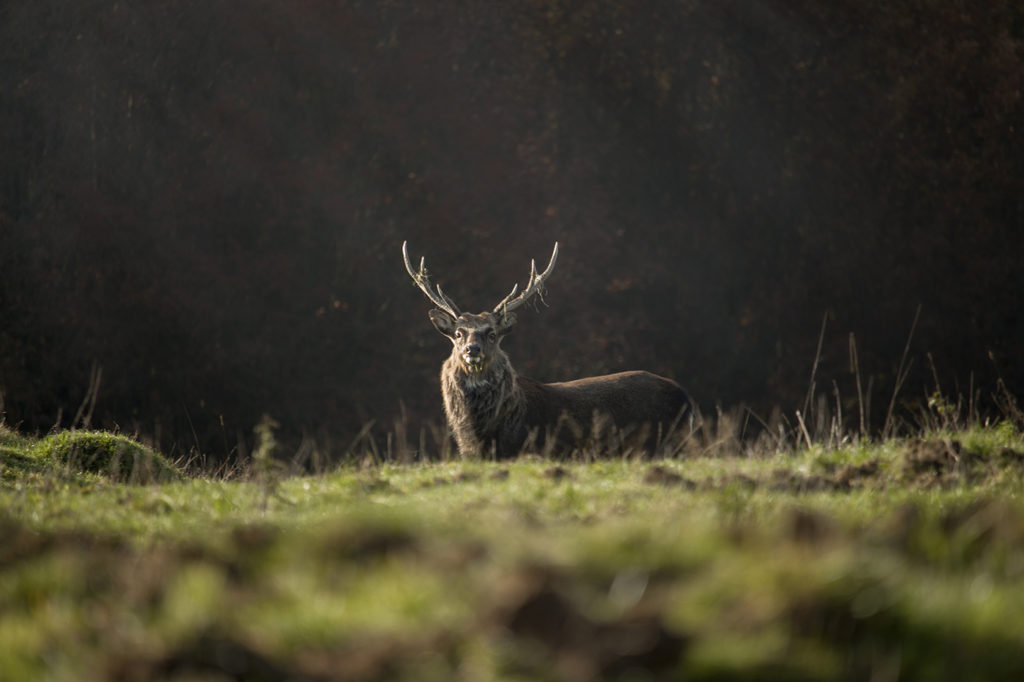 Hirsch mit Gras am Geweih steht mit Blickkontakt auf der Wiese hinter unscharfem Vordergrund