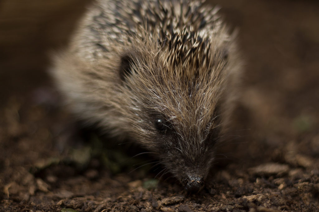 Detailaufnahme von Igel mit Fokus auf dem Kopf und unscharfem Hintergrund