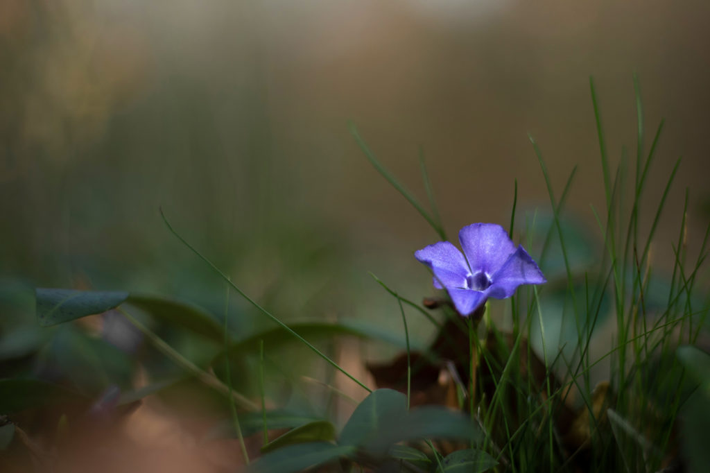 Detailaufnahme eines blau blühenden Immergrüns mit unscharfem Hintergrund