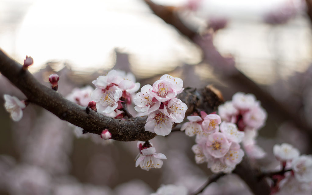 Detailaufnahme von Kirschblüten am Baum mit unscharfem Hintergrund