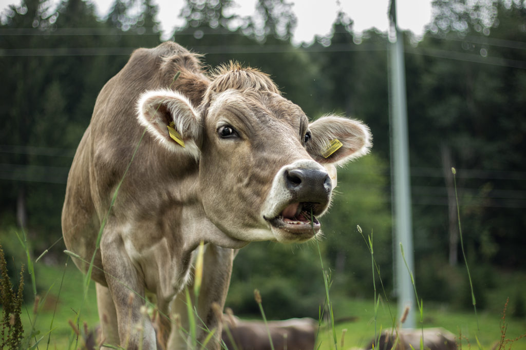 Graue Kuh mit offenem Maul auf der Alm aus der Froschperspektive