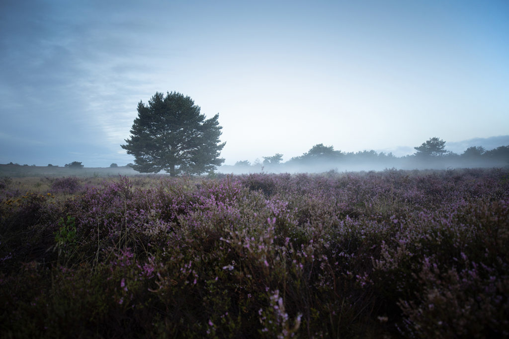 Violett blühende Mehlinger Heide mit Nebel und einzelnem Baum als Blickfang am Morgen