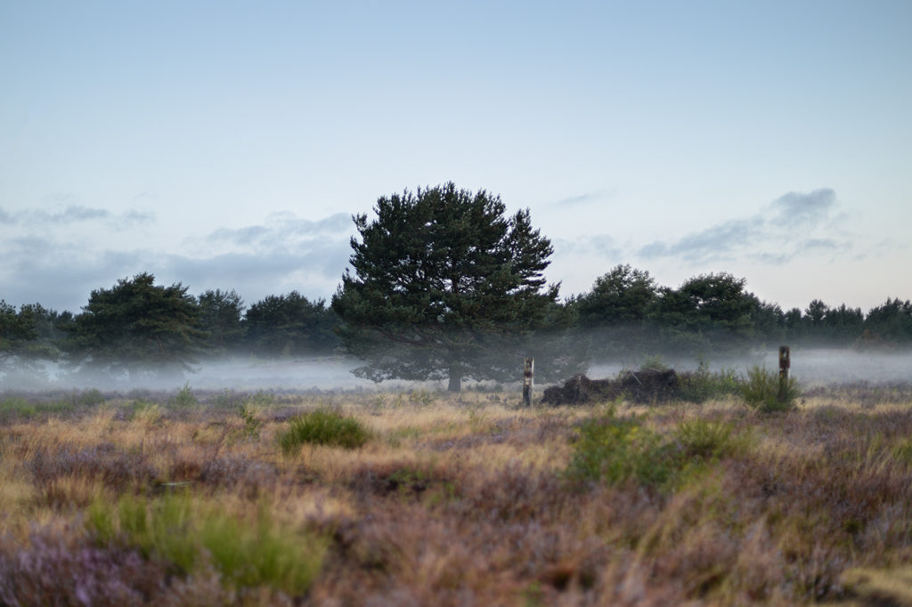 Baum in Mehlinger Heide mit Morgennebel