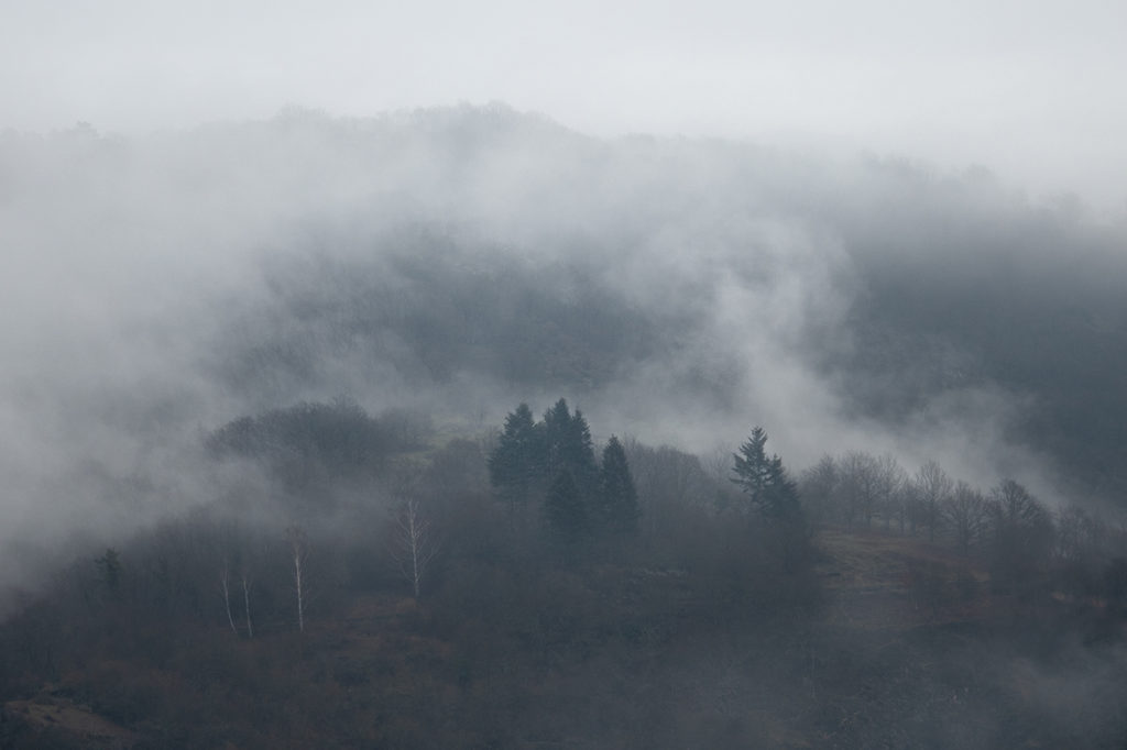 Wolken hängen in Nadelbäumen im dunklen Wald