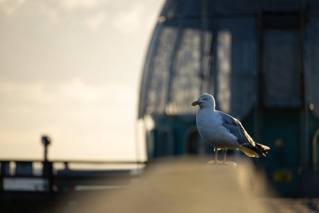 Möwe sitzt auf Geländer einer Seebrücke und wird von Sonne angestrahlt