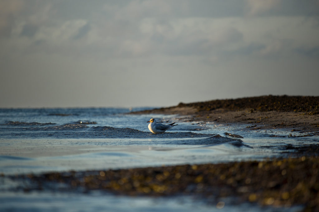 Möwe sitzt in ankommenden Wellen am Strand und wird von aufgehender Sonne angestrahlt