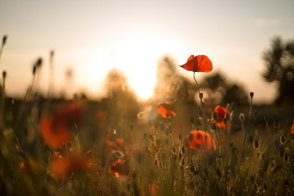 Mohnblumen im warmen Gegenlicht bei Sonnenuntergang mit unscharfem Hintergrund
