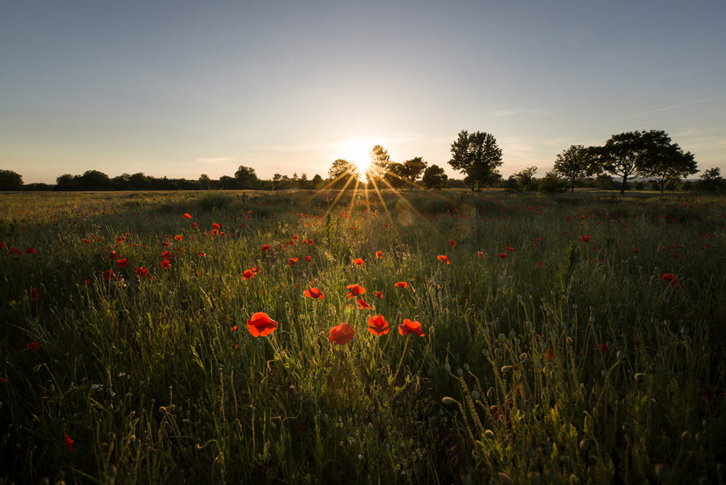 Blühende Mohnblumen in der Mitte des Bildes bei Sonnenuntergang mit Sonnenstern dahinter