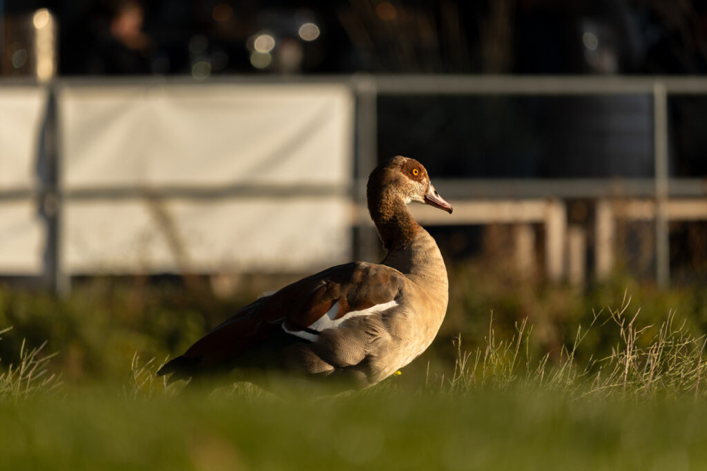 Nilgans im Sonnenuntergangslicht am Rhein