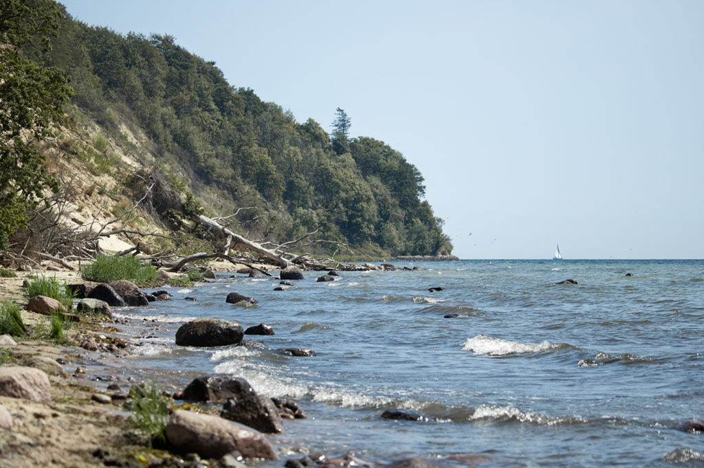 Nordperd bei Göhren auf Rügen mit Steilküste und abgerutschtem Baum als Hauptmotiv