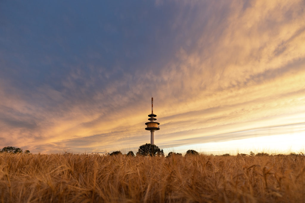 Ober-Olm Fernmeldeturm bei Sonnenuntergang mit Getreide im Vordergrund; Fernsehturm