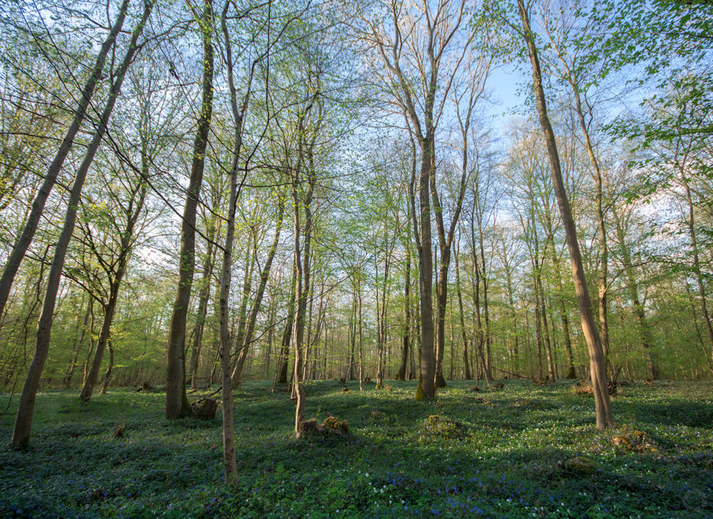 Grüne Bäume und blühende Blumen im Ober-Olmer Wald zur Frühlingszeit