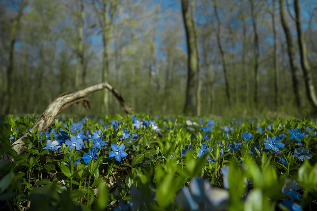 Detailaufnahme von blau blühendem Immergrün auf grünem Waldboden mit Ast als Führungslinie