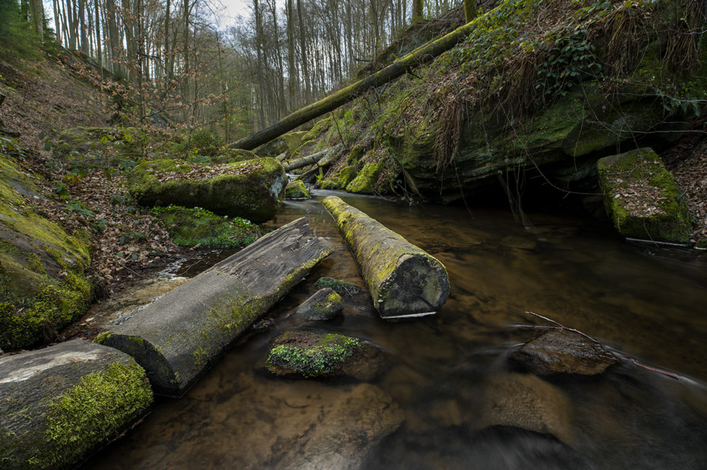 Mit Moos bewachsene Baumstämme liegen in der Karlstalschlucht im grünen Pfälzer Wald