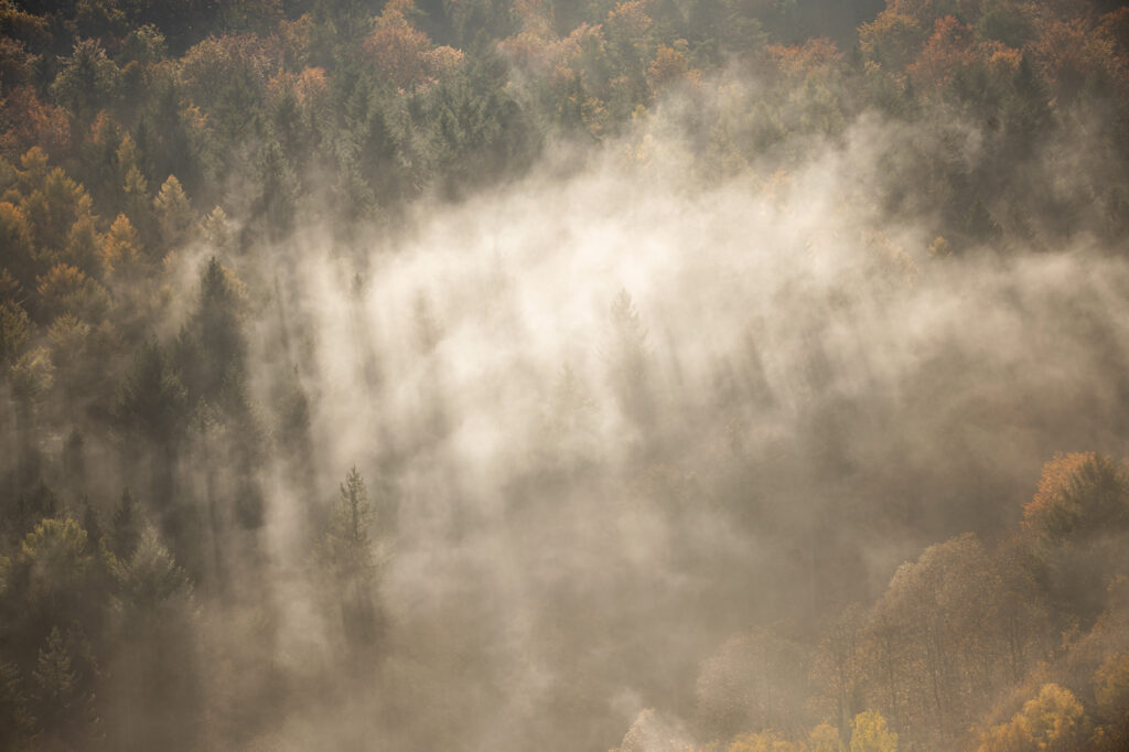 Wolken im herbstlichen Pfälzer Wald