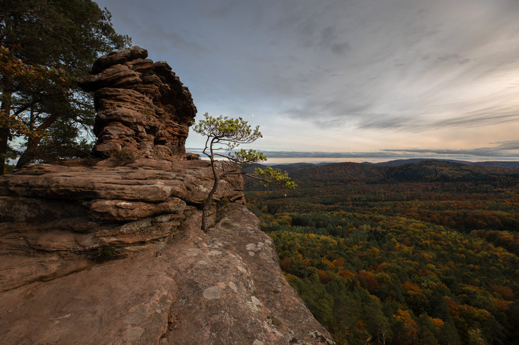 Rötzenfels im Pfälzer Wald bei Sonnenuntergang mit einzelner Kiefer als Blickfang und Felsformation auf der linken Seite