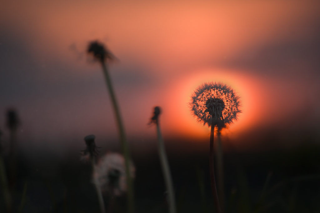 Detailaufnahme von Pusteblume mit leuchtender untergehenden Sonne hinter der Blüte