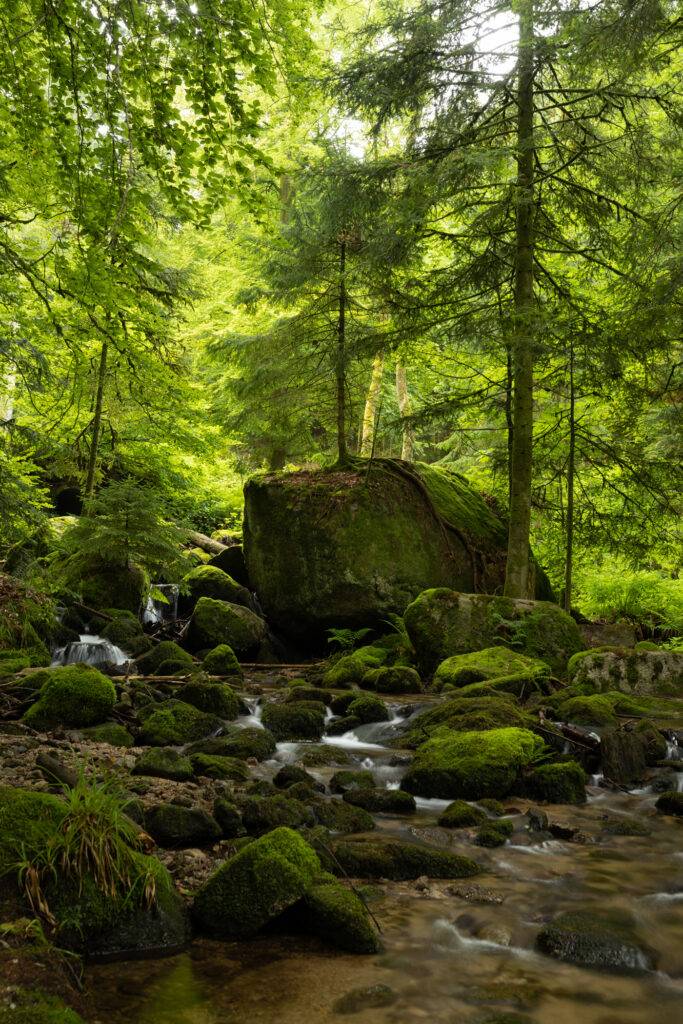 Fichte auf Felsen im Bühlertal im Schwarzwald mit Gertelbachfälle im Vordergrund