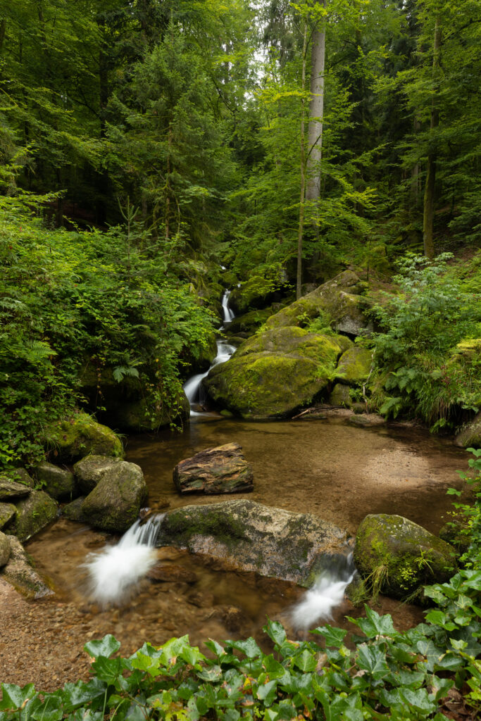 Rossgumpen im Schwarzwald fließt von rechts hinten nach links vorne