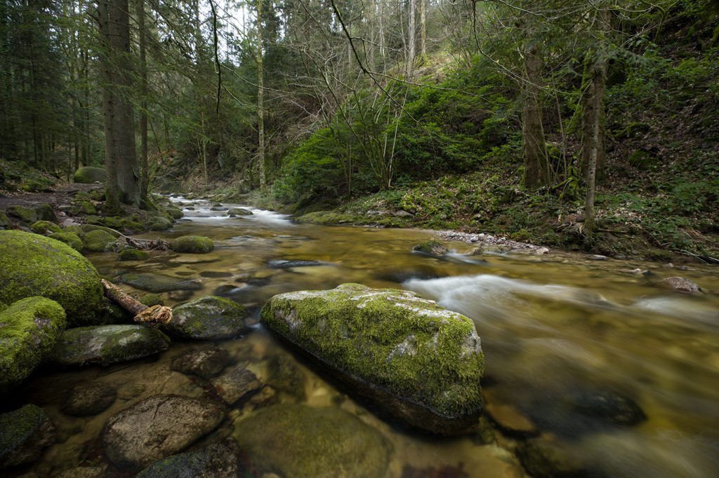 Grobbach im Schwarzwald mit Moos bewachsenem Fels als Hauptmotiv im Vordergrund