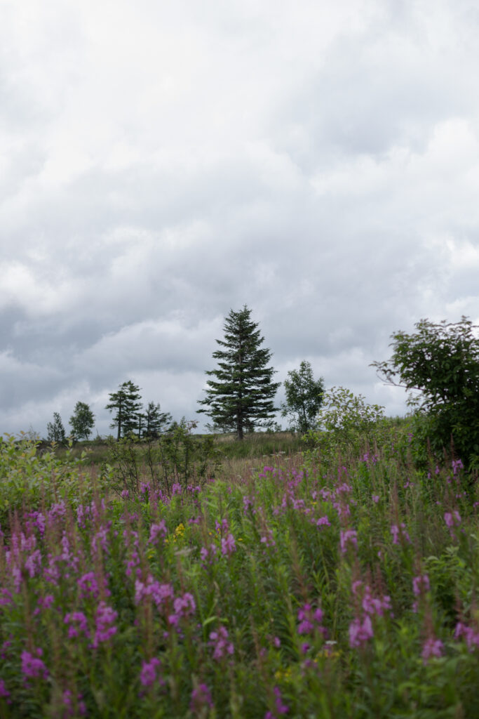 Nadelbaum auf Hornisgrinde im Schwarzwald mit Weidenröschen im Vordergrund