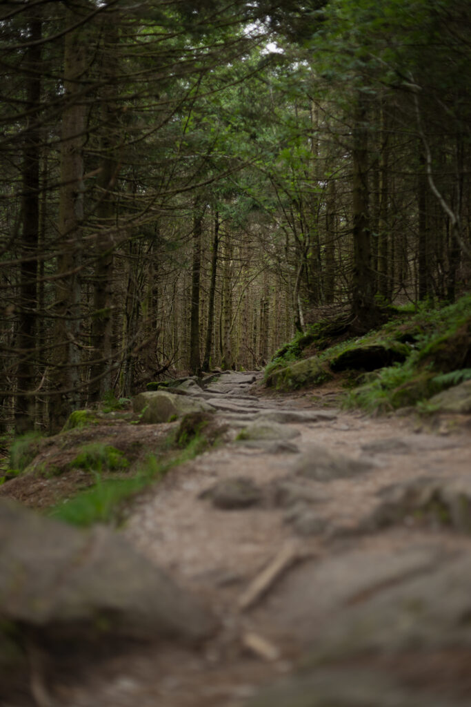 steiniger Wanderweg im Schwarzwald mit Unschärfe