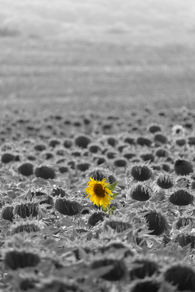 Schwarz-Weiß-Bild von Sonnenblumenfeld mit einzelner farbiger Sonnenblume in der Mitte