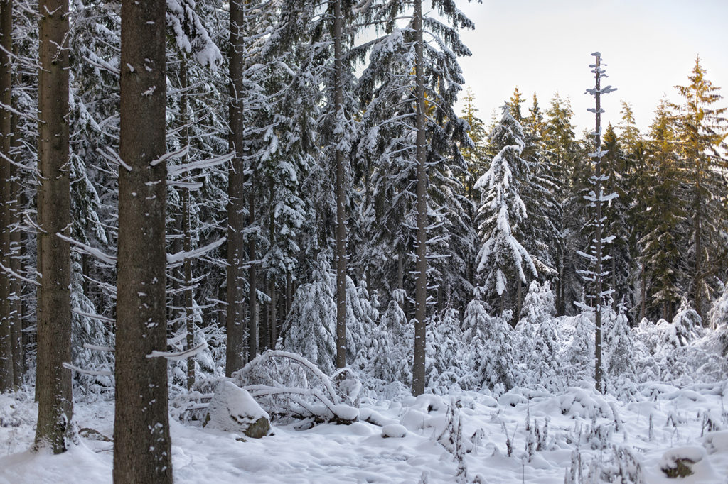 Mit Schneebedeckte Nadelbäume im Soonwald zur Mittagszeit