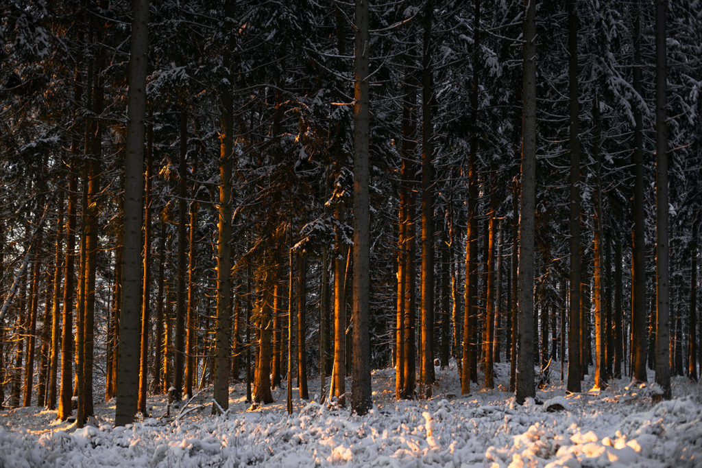 Verdichteter Winterwald mit von der Abendsonne beleuchtete Baumstämme