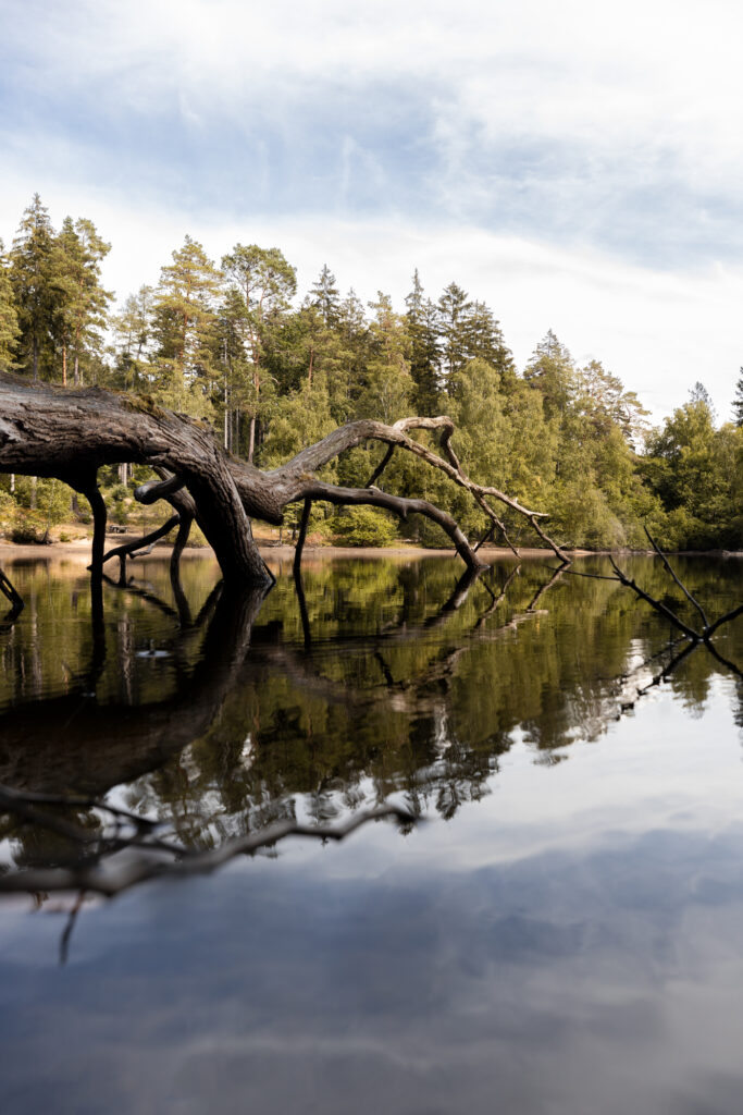 abgestorbener Baum im Waldsee