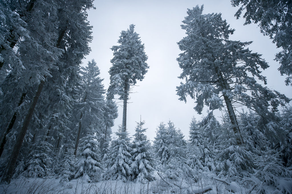 Schneebedeckte Bäume im Taunus mit weitwinkliger Brennweite aus Froschperspektive