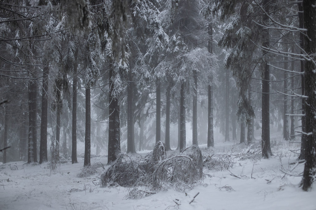 Verdichteter Winterwald mit Nebel im Taunus