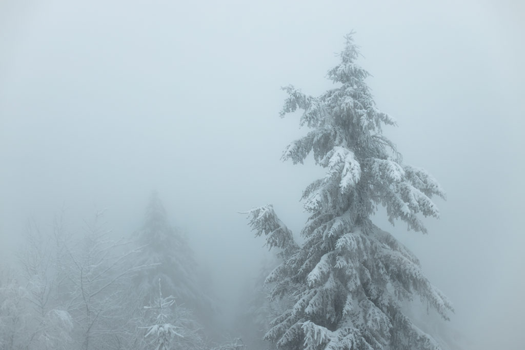 Mit Schneebedeckte Tanne im Nebel auf dem Feldberg im Taunus