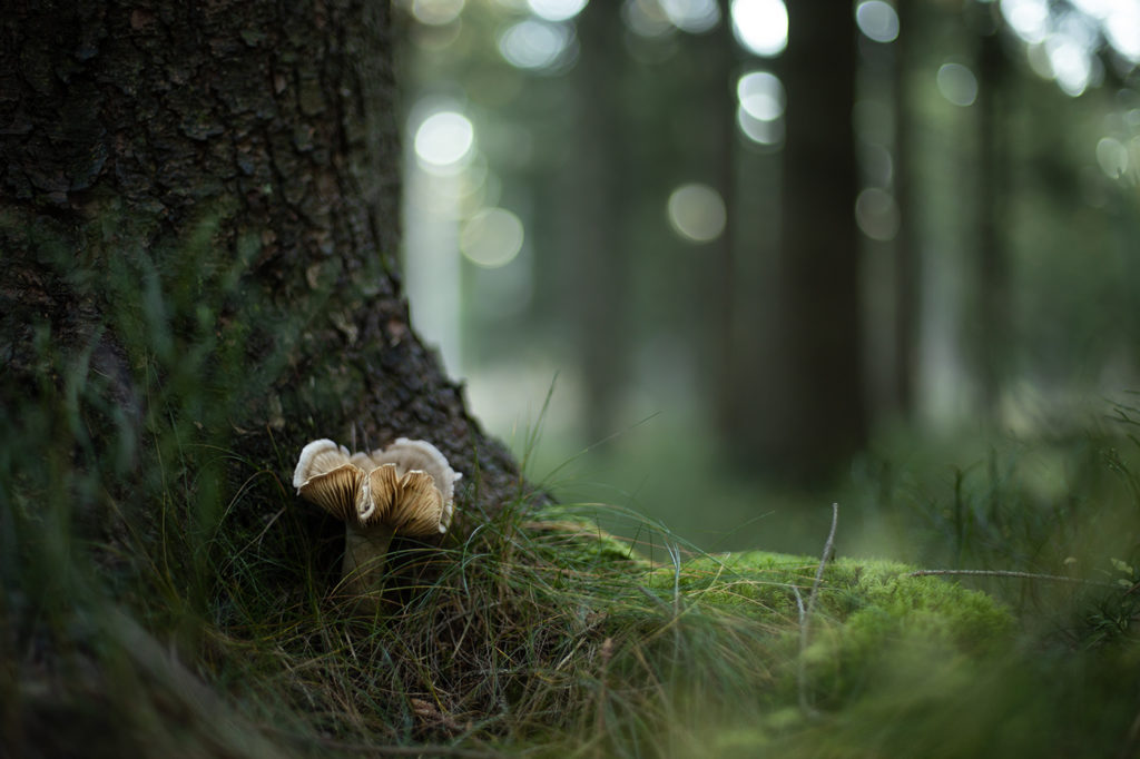 Pilz am Fuß eines Nadelbaumes mit unscharfen Gräsern im Vordergrund