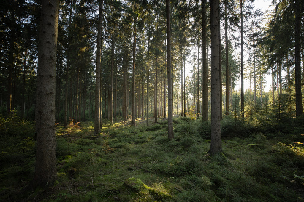 Sonnenstrahlen im grünen Thüringer Wald mit weiter Brennweite