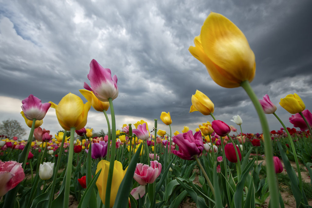 Bunte Tulpen aus der Froschperspektive mit stürmischem Himmel im Hintergrund