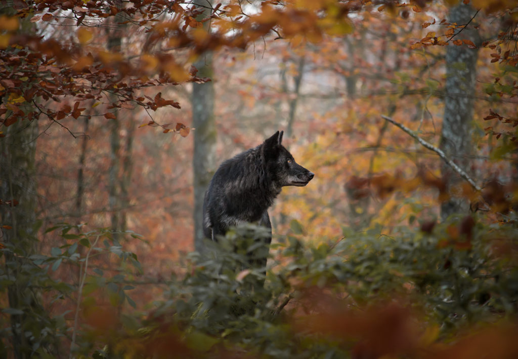 Wolf blickt im herbstlichen Wald, umgeben von unscharfen Blättern im Vordergrund nach rechts