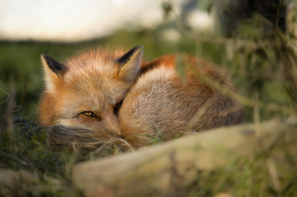 Fuchs liegt mit Blickkontakt eingerollt auf dem Boden