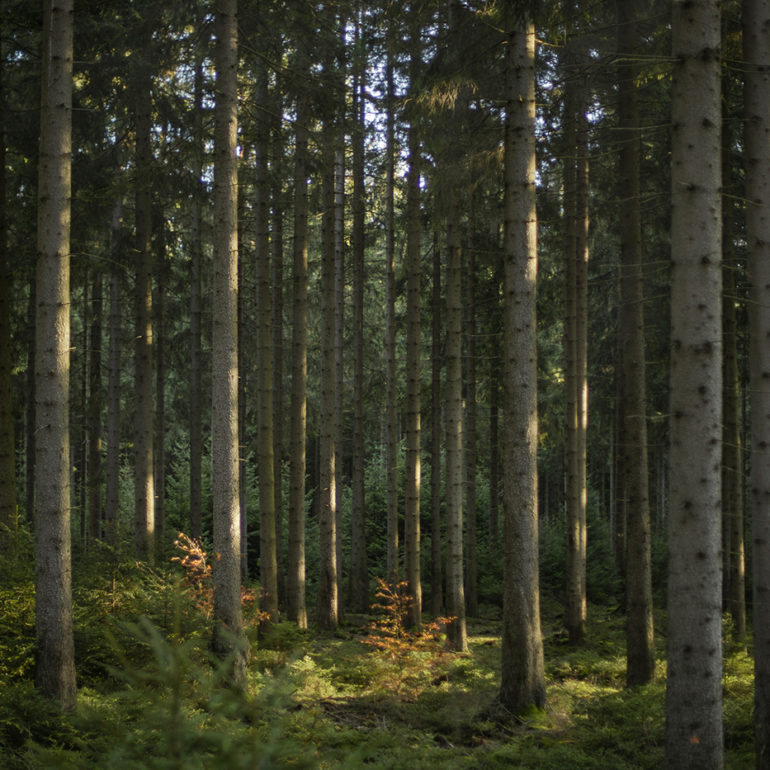 Fotografie von Wald